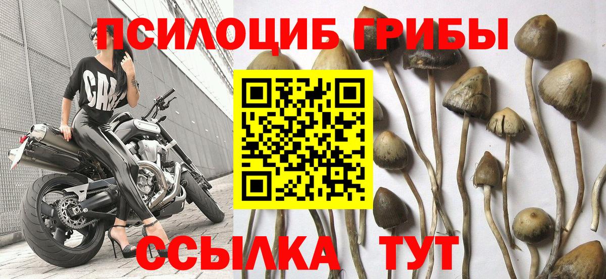 Галлюциногенные грибы прущие грибы Кувандык